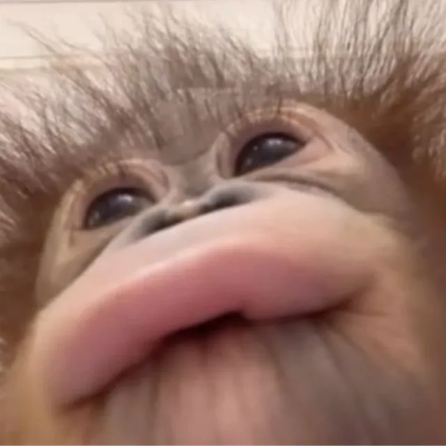 뚱뿅