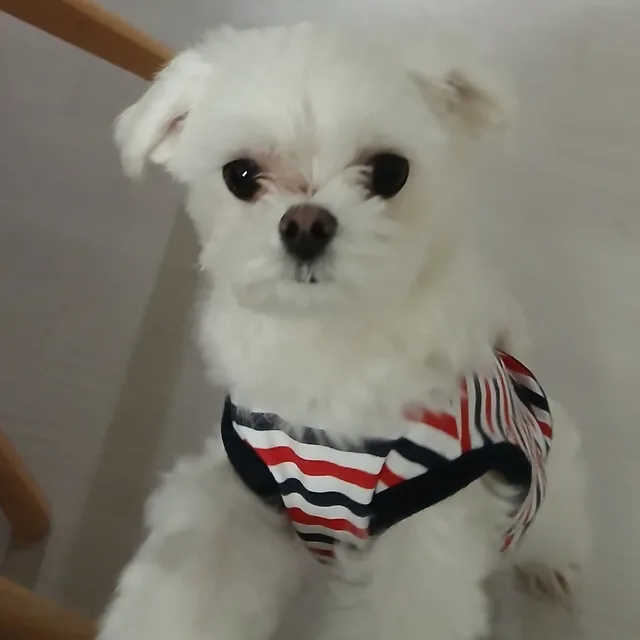 재롱이