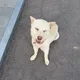 토호