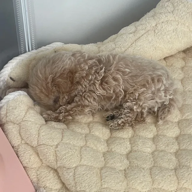 하던거망함