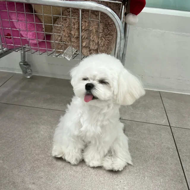 나무에요
