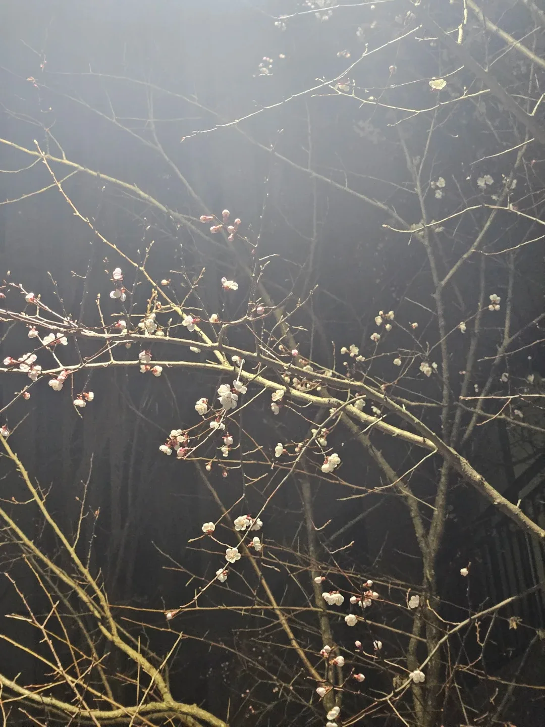벗꽃휘날리며