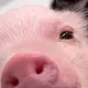 김두식