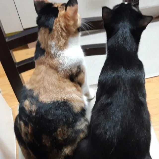 레오엄마