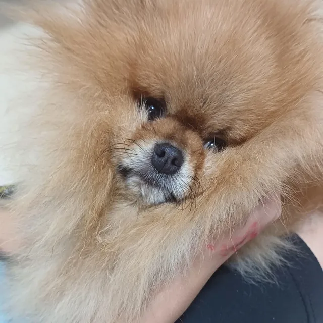 배도라지