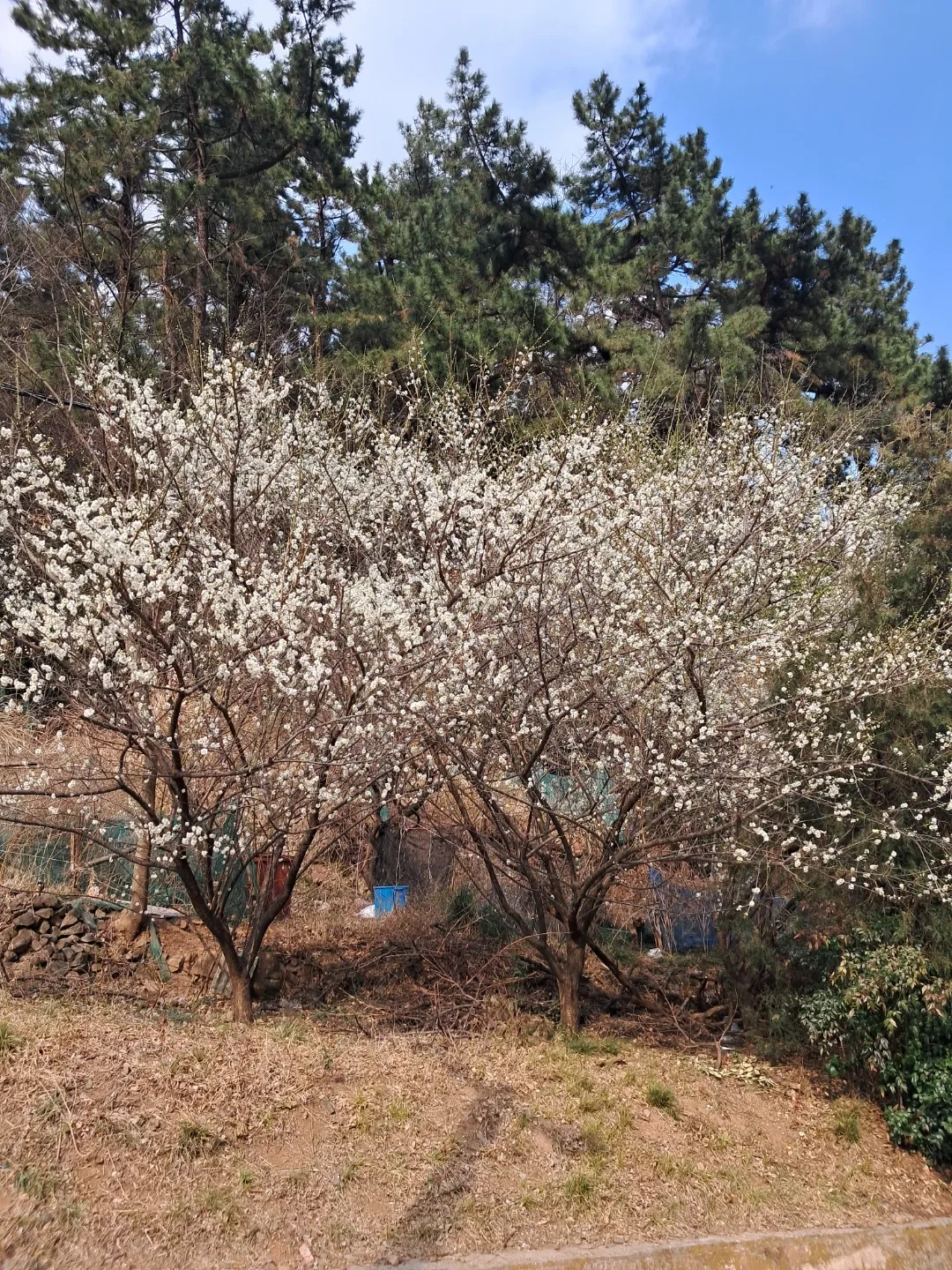 쌩콩