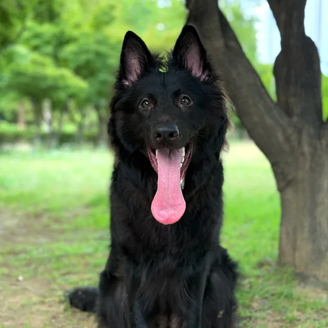 벨라