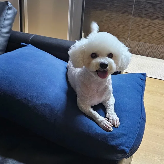 설이