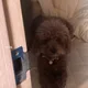 초코초코해