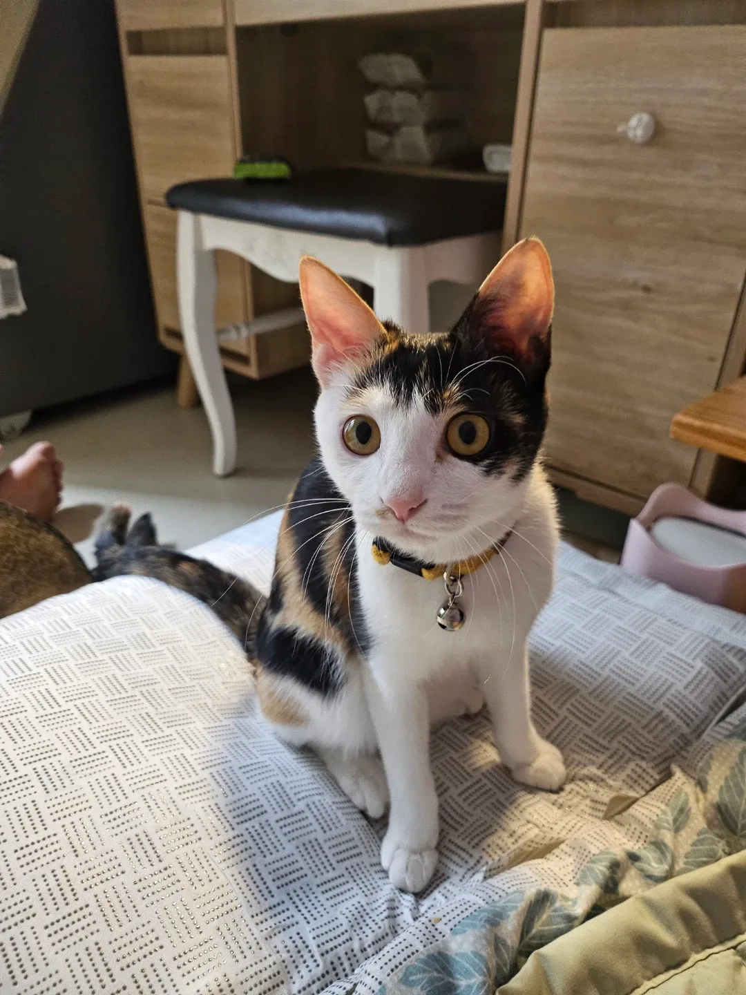 호미