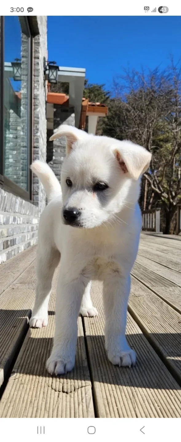 쀼잉