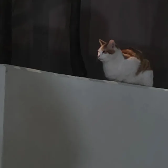 키티