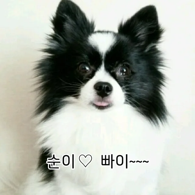 콜라모