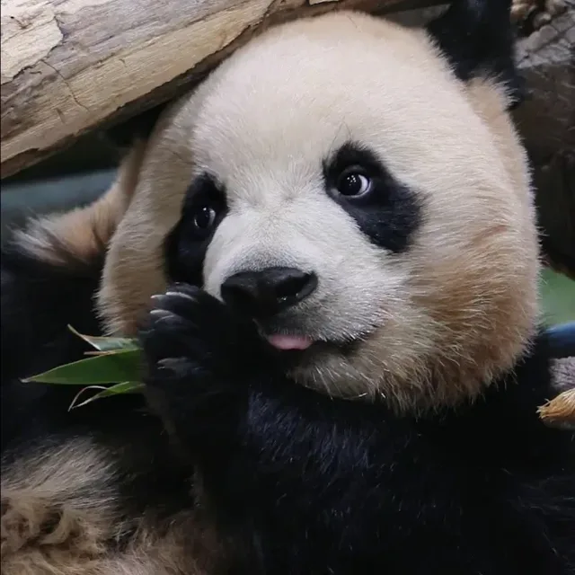 루박쨔