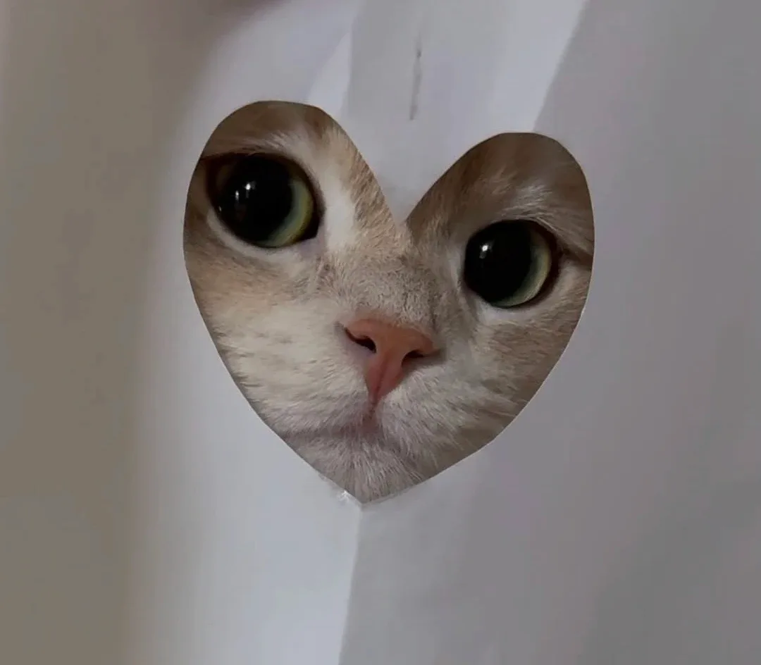 냥냥이