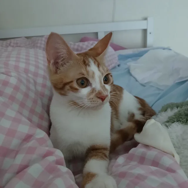 아리