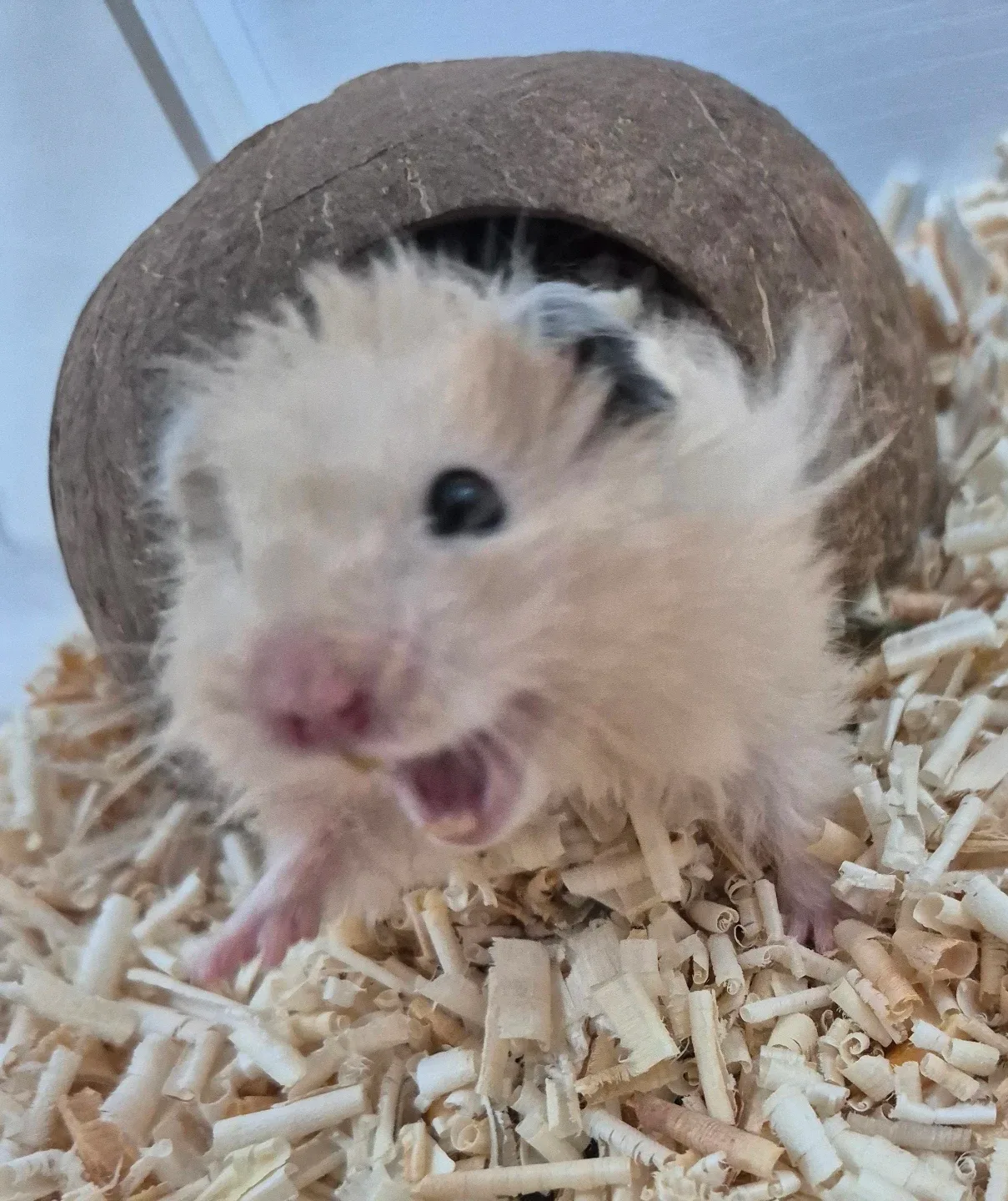 루벨
