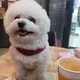 솜이