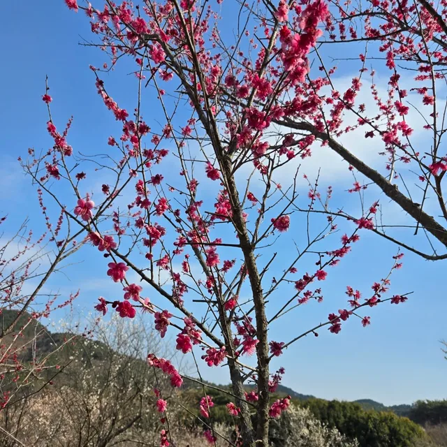 레몬쟈스민
