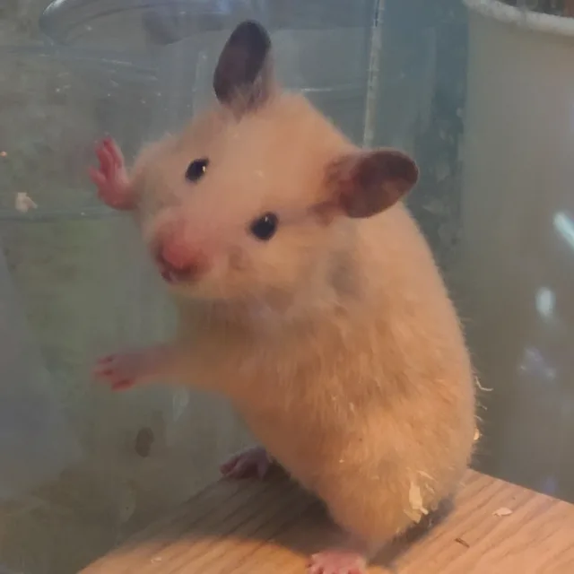 가연