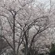 허니사랑