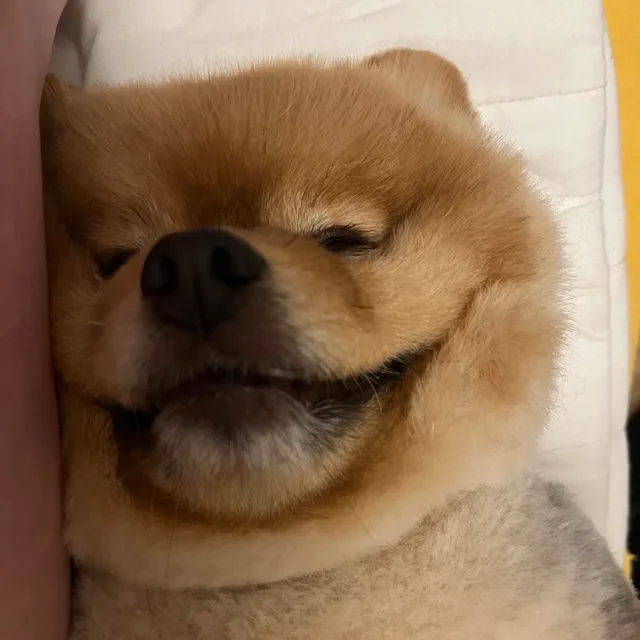 감자티비