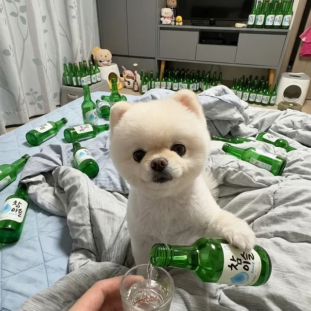 라이언라뷰