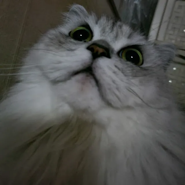냥이맘