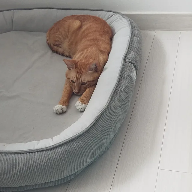 치즈냥이