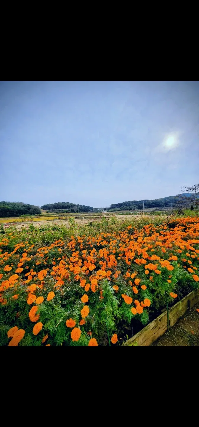워터멜론