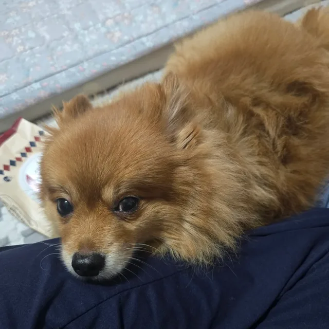 악냥