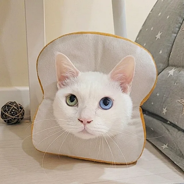 조금강