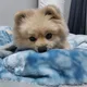 멍뭉이
