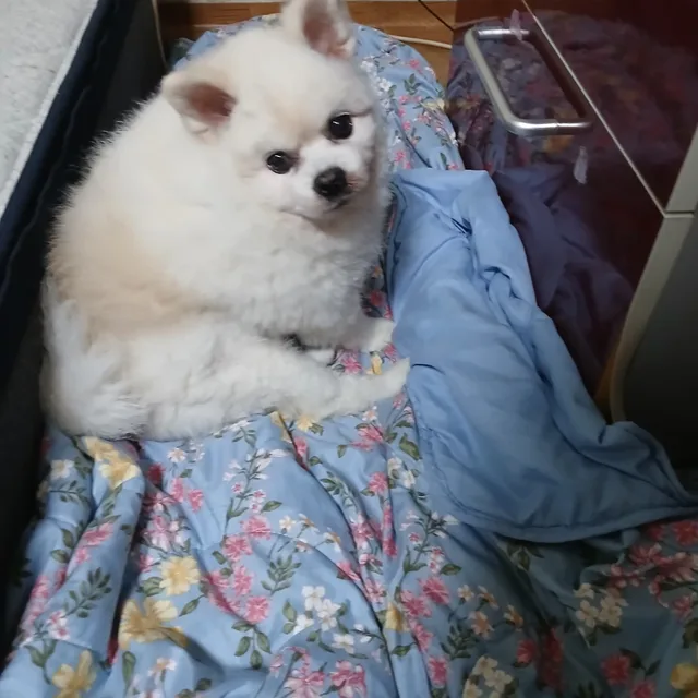 독고다이