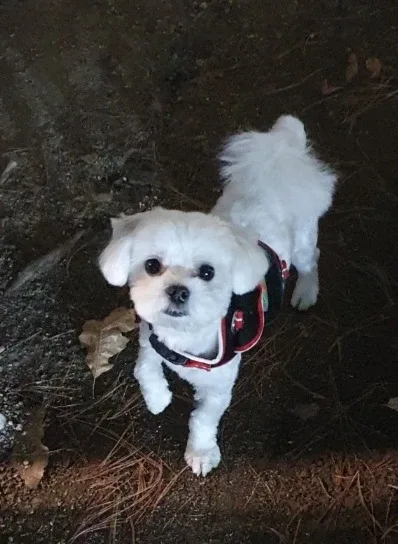 사랑이
