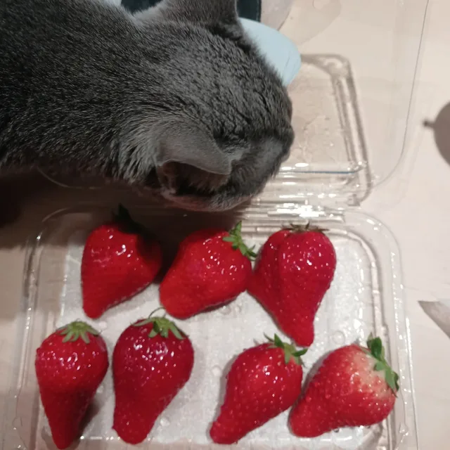 당근당근