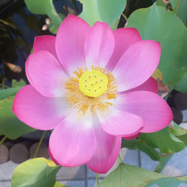연꽃