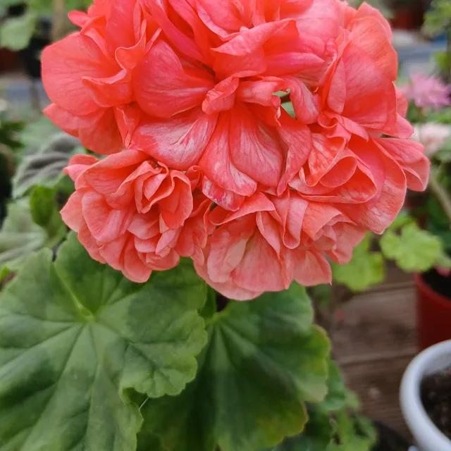 보리쵸코