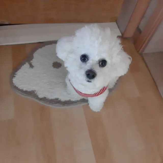 콩이
