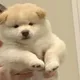 백야