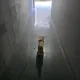 누룽