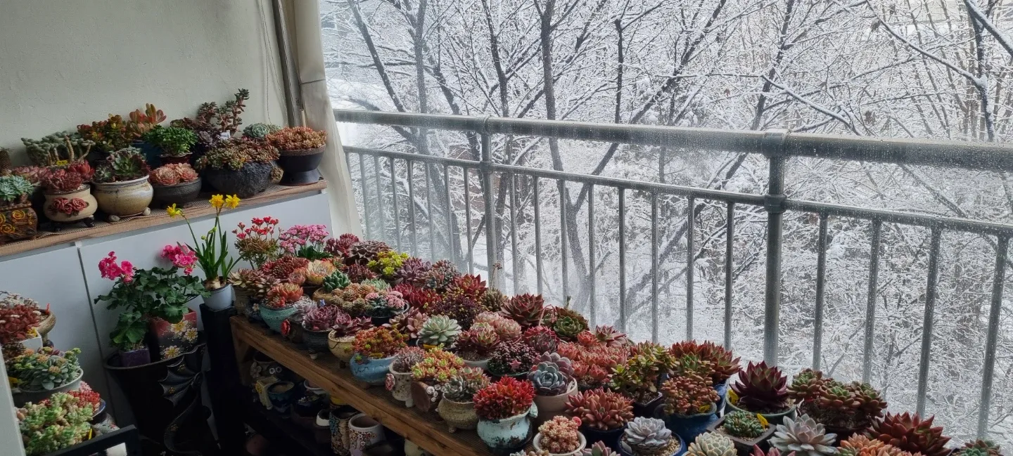 봄바람향기