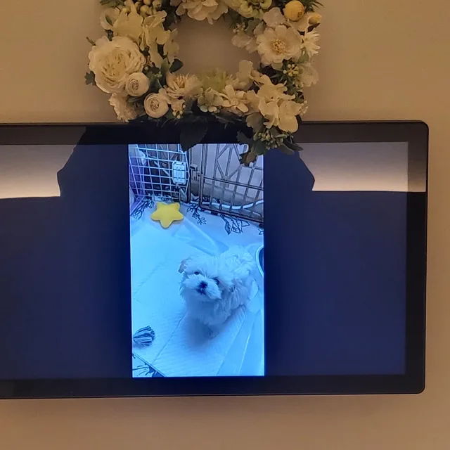 캐럿큐큐