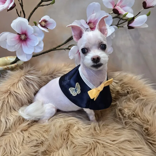 야옹이