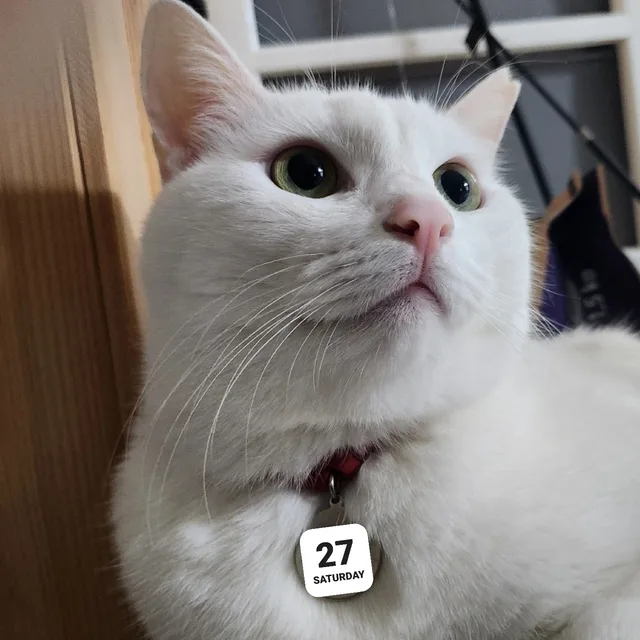진짜