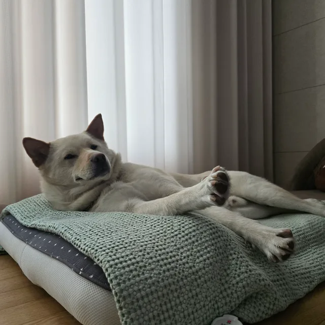 야옹야옹