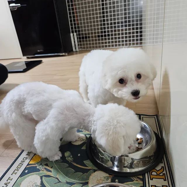 소소한삶
