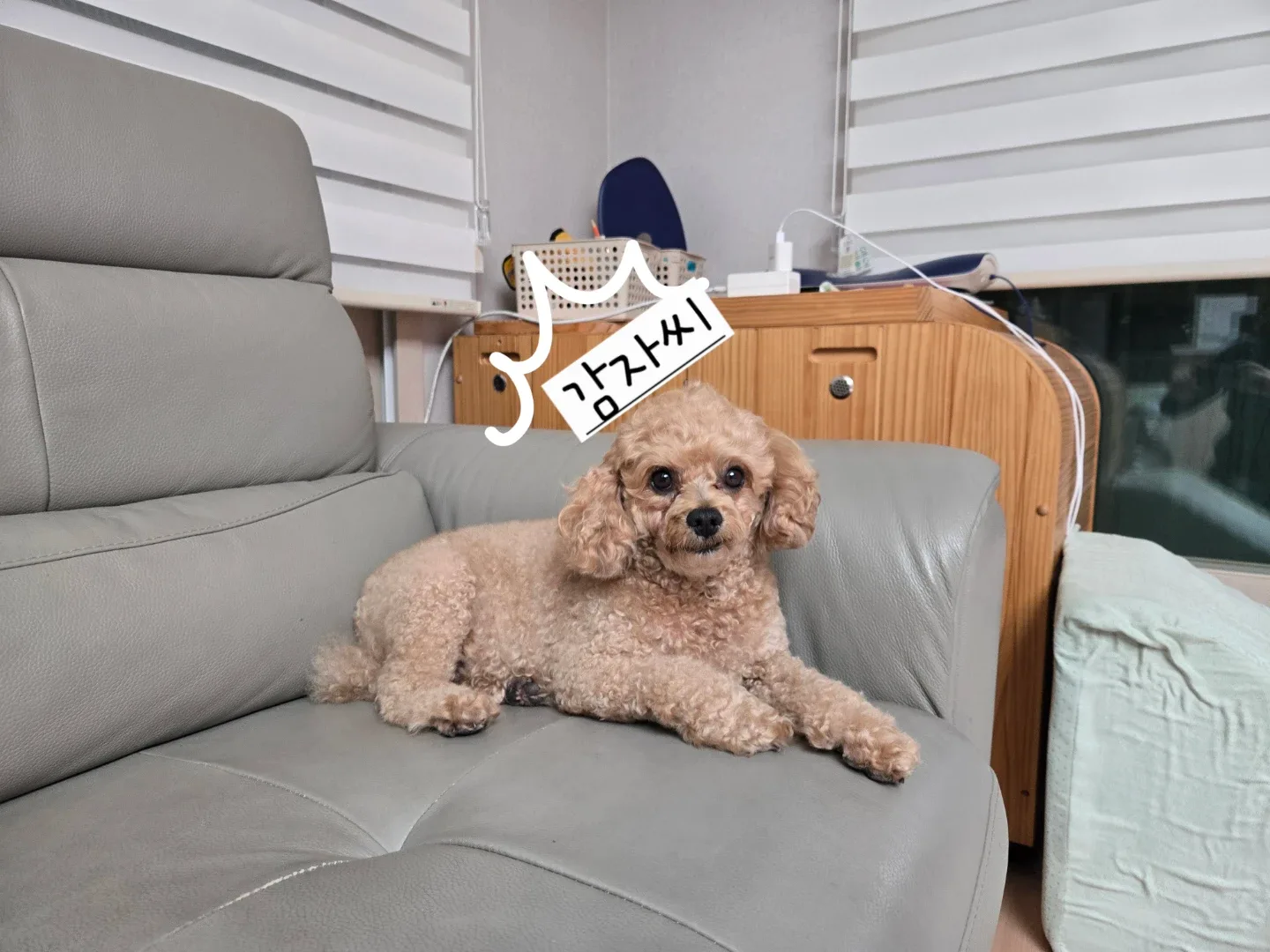 감자씨