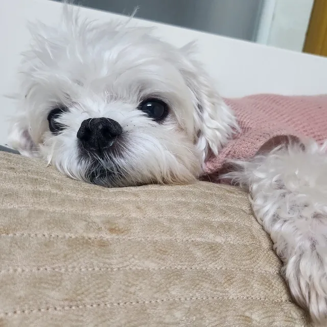 가제트맨