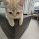 냥냥